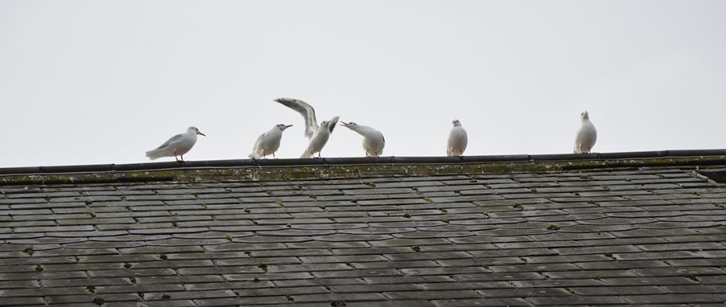 Gabbiani dall''Irlanda